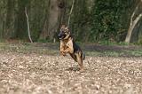BERGER ALLEMAND 1164